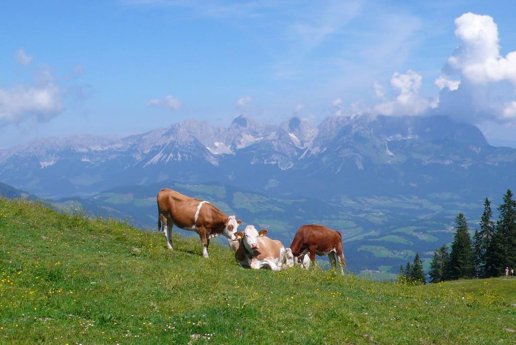 Haus Schönblick Kirchberg in Tirol Exterior foto